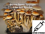 2 for $22 - Psilocybe cubensis : Burma Spore Syringes 2 for $22 - Psilocybe cubensis : Burma Spore Syringes
