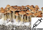 Psilocybe cubensis : Mexican Dutch King MDK Spore Syringe (MS)