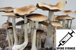 Psilocybe cubensis : Cambodian Spore Syringe (MS)