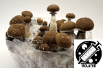 Psilocybe cubensis : El Choco Spore Isolate Syringe Psilocybe cubensis : El Choco Spore Isolate Syringe