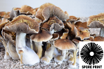 Psilocybe cubensis : Tidal Wave Spore Print Psilocybe cubensis : Tidal Wave Spore Print