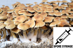 Psilocybe cubensis : McKennaii Spore Syringe (MS) Psilocybe cubensis : McKennaii Spore Syringe (MS)