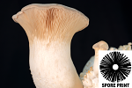 Pleurotus eryngii : King Oyster Mushroom Spore Print Pleurotus eryngii : King Oyster Mushroom Spore Print