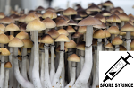 Psilocybe cubensis : A strain Spore Syringe (MS)