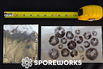 Psilocybe cubensis : Bulk Spore Print Sheet Psilocybe cubensis : Bulk Spore Print Sheet