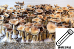 Psilocybe cubensis : Oak Ridge Spore Swab Psilocybe cubensis : Oak Ridge Spore Swab