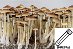 Psilocybe cubensis : Colombian Rust Spore Swab Psilocybe cubensis : Colombian Rust Spore Swab