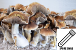 Psilocybe cubensis : Tidal Wave Spore Swab Psilocybe cubensis : Tidal Wave Spore Swab