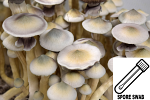 Psilocybe cubensis : Albino (Leucistic) A+ Spore Swab Psilocybe cubensis : Albino (Leucistic) A+ Spore Swab