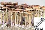 Psilocybe cubensis : B+ Strain Spore Swab Psilocybe cubensis : B+ Strain Spore Swab