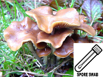 Psilocybe cyanescens : Wavy Cap Spore Swab Psilocybe cyanescens : Wavy Cap Spore Swab