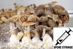 Psilocybe cubensis : Jedi Mind Fuck Spore Syringe (MS)