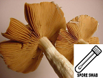 Psilocybe cubensis : PF Redspore Spore Swab