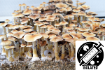 Psilocybe cubensis : PES Hawaiian Spore Isolate Syringe