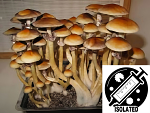 Psilocybe cubensis : Burma Spore Isolate Syringe Psilocybe cubensis : Burma Spore Isolate Syringe