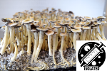 Psilocybe cubensis : Nepal, Chitwan Spore Isolate Syringe Psilocybe cubensis : Nepal, Chitwan Spore Isolate Syringe