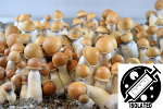 Psilocybe cubensis : Penis Envy Spore Isolate Syringe Psilocybe cubensis : Penis Envy Spore Isolate Syringe