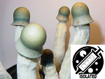 Psilocybe cubensis : Penis Envy Uncut Spore Isolate Syringe