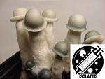 Psilocybe cubensis : Albino Penis Envy (APE ver. 1.0) Spore Isolate Syringe Psilocybe cubensis : Albino Penis Envy (APE ver. 1.0) Spore Isolate Syringe