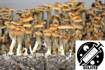 Psilocybe cubensis : Malabar Coast Spore Isolate Syringe