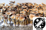 Psilocybe cubensis : Oak Ridge Spore Isolate Syringe
