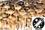 Psilocybe cubensis : Treasure Coast Spore Isolate Syringe
