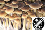 Psilocybe cubensis : Golden Teacher Spore Isolate Syringe Psilocybe cubensis : Golden Teacher Spore Isolate Syringe