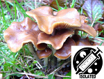 Psilocybe cyanescens : Wavy Cap Spore Isolate Syringe