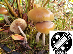 Psilocybe allenii : Cyclone Psilocybe Spore Isolate Syringe