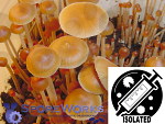 Psilocybe mexicana : Jalisco Spore Isolate Syringe