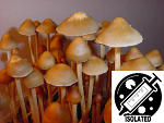 Psilocybe mexicana : Strain-A(TM) Spore Isolate Syringe Psilocybe mexicana : Strain-A(TM) Spore Isolate Syringe