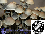 Panaeolus (Copelandia) cambodginiensis : Sandose Domesticate Spore Isolate Syringe