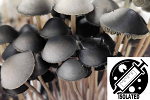 Panaeolus cyanescens : Australian Spore Isolate Syringe