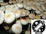 Panaeolus (Copelandia) cyanescens : RDU - Red Down Under Spore Isolate Syringe