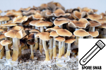 Psilocybe cubensis : Taman Negara Spore Swab
