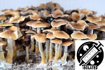 Psilocybe cubensis : Taman Negara Spore Isolate Syringe
