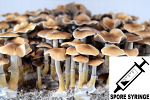 Psilocybe cubensis : Taman Negara Spore Syringe (MS) Psilocybe cubensis : Taman Negara Spore Syringe (MS)