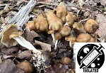 Psilocybe ovoideocystidiata : Hopewell Strain Spore Isolate Syringe Psilocybe ovoideocystidiata : Hopewell Strain Spore Isolate Syringe
