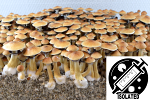 Psilocybe cubensis : Penis Envy #6 PE6 Spore Isolate Syringe
