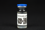 Conocybula smithii : MycoTrue(TM) Isolate Vial Conocybula smithii : MycoTrue(TM) Isolate Vial