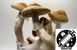 Psilocybe cubensis : Escondido Spore Isolate Syringe