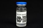 Psilocybe gandalfiana : MycoTrue(TM) Isolate Vial