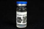 Psilocybe samuiensis : MycoTrue(TM) Isolate Vial Psilocybe samuiensis : MycoTrue(TM) Isolate Vial