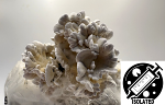 Psilocybe cubensis : Enigma Spore Isolate Syringe