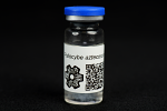 Psilocybe aztecorum : MycoTrue(TM) Isolate Vial
