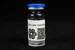 Psilocybe medullosa : MycoTrue(TM) Isolate Vial