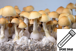 Psilocybe cubensis : Dimple Cap Spore Swab