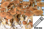 Psilocybe cubensis : Z Strain Spore Swab Psilocybe cubensis : Z Strain Spore Swab