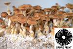 Psilocybe cubensis : Z Strain Spore Print