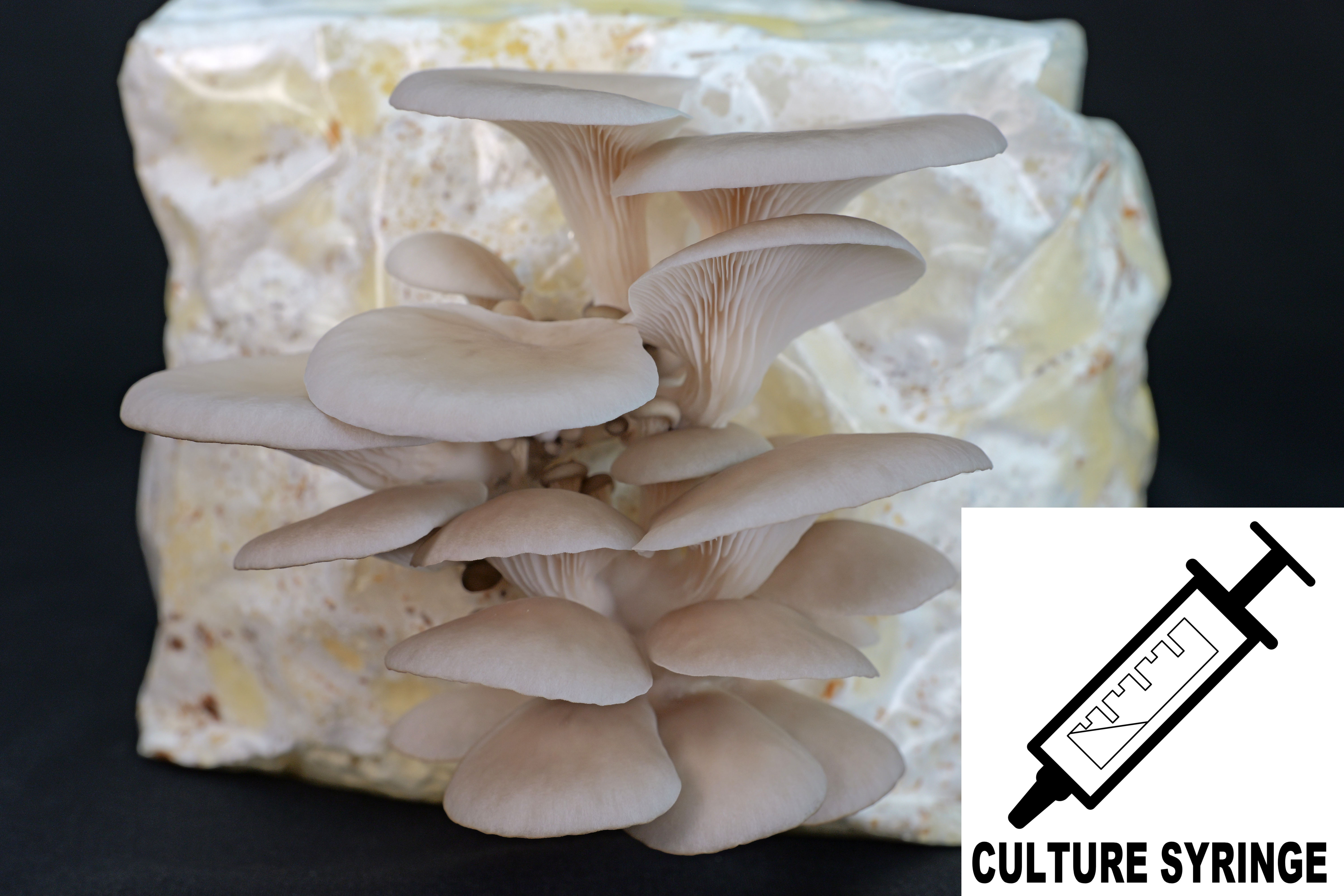 Pleurotus columbinus : Blue Oyster Mushroom Culture Syringe Pleurotus columbinus : Blue Oyster Mushroom Culture Syringe